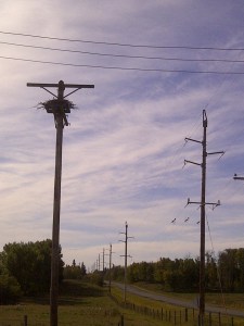 Best. Bird's Nest. Ever