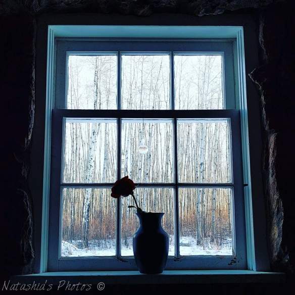 natashia flower window pic2